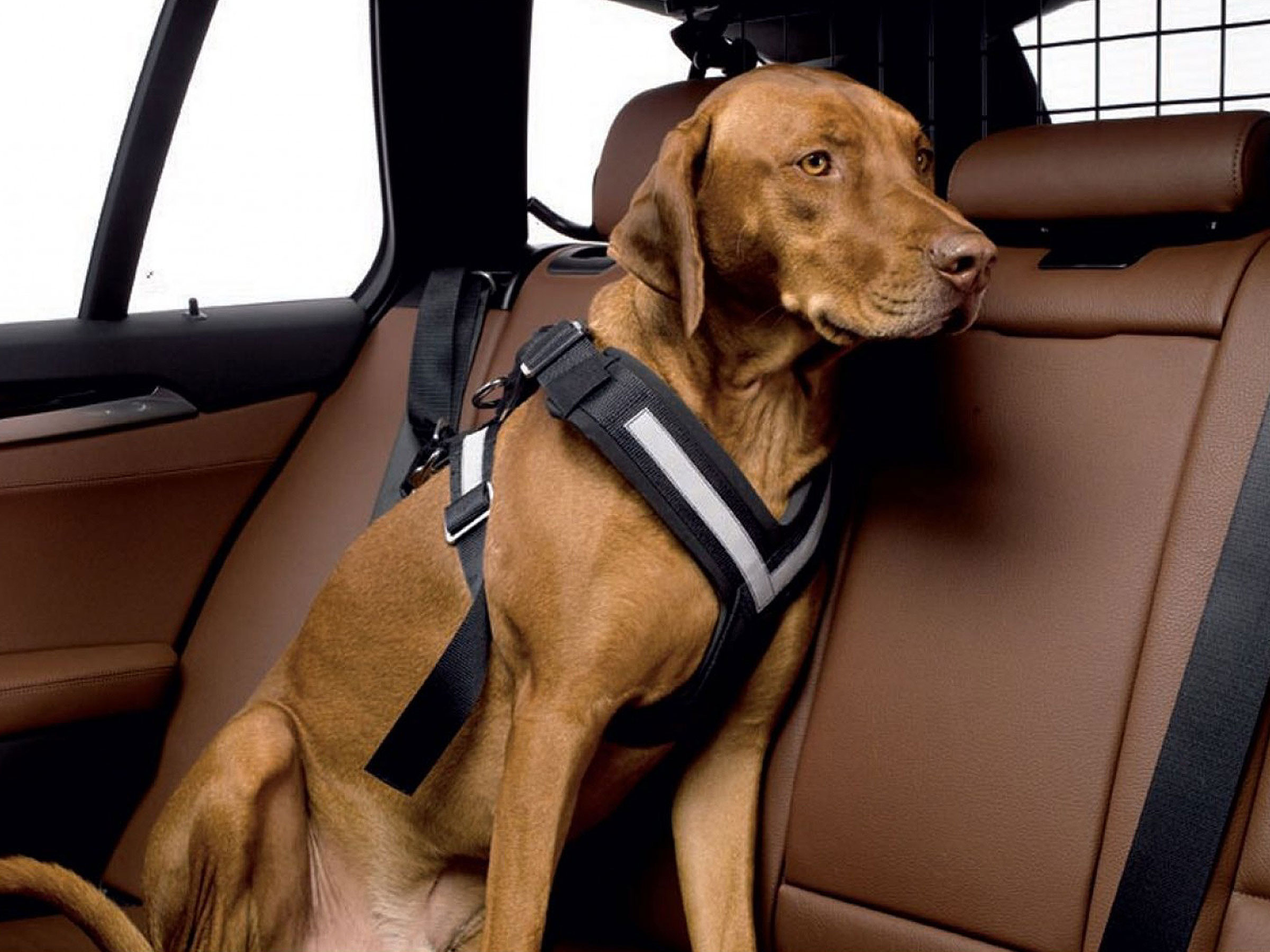 Allsafe Auto Hunde Sicherungsgurt