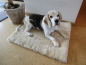 Preview: Lammfell Hundedecke Patchwork 140x60cm gobi gelb beige