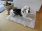 Preview: Lammfell Hundedecke Patchwork 140x60cm pearl