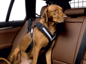 Allsafe Auto Sicherungsgurt für Hunde 1